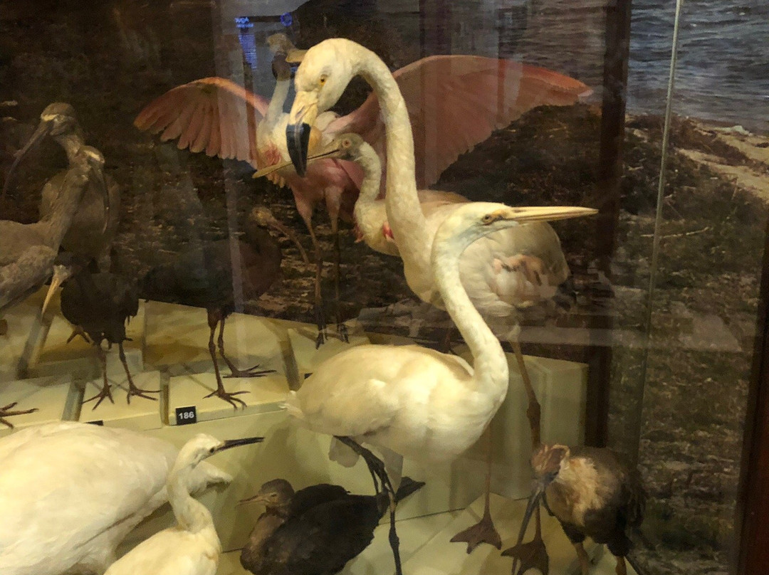 Museo Municipal Dr. Bautista Rebuffo-科洛尼亚·德尔萨克拉门托城必去景点