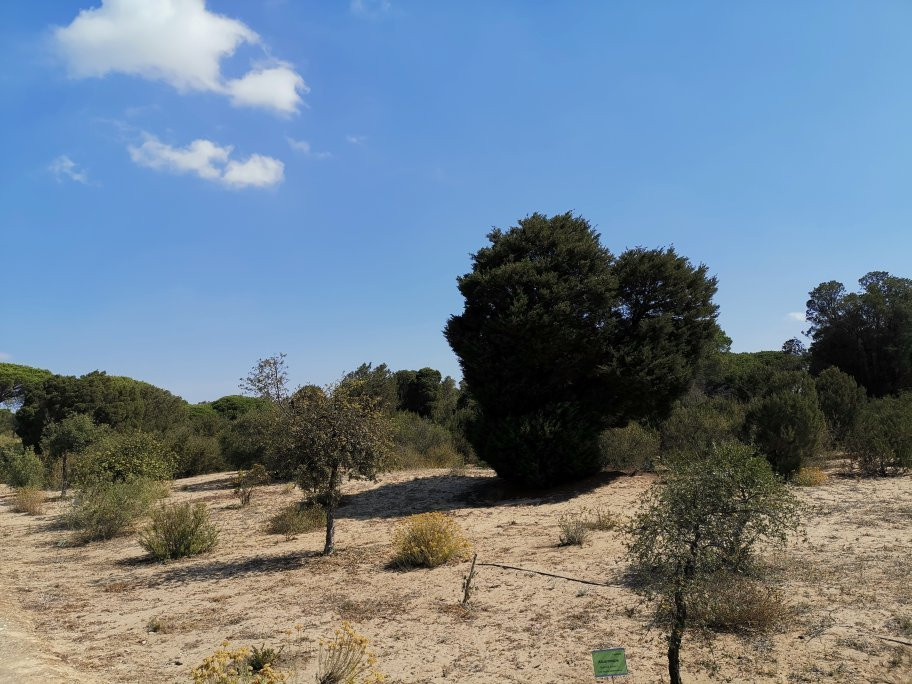 Jardin Botanico Dunas del Odiel景点图片