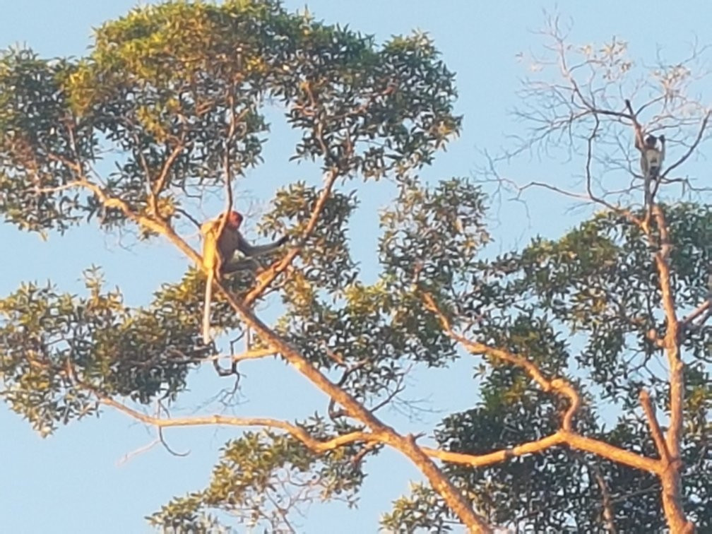 North Borneo Safari Day Tours-山打根必去景点