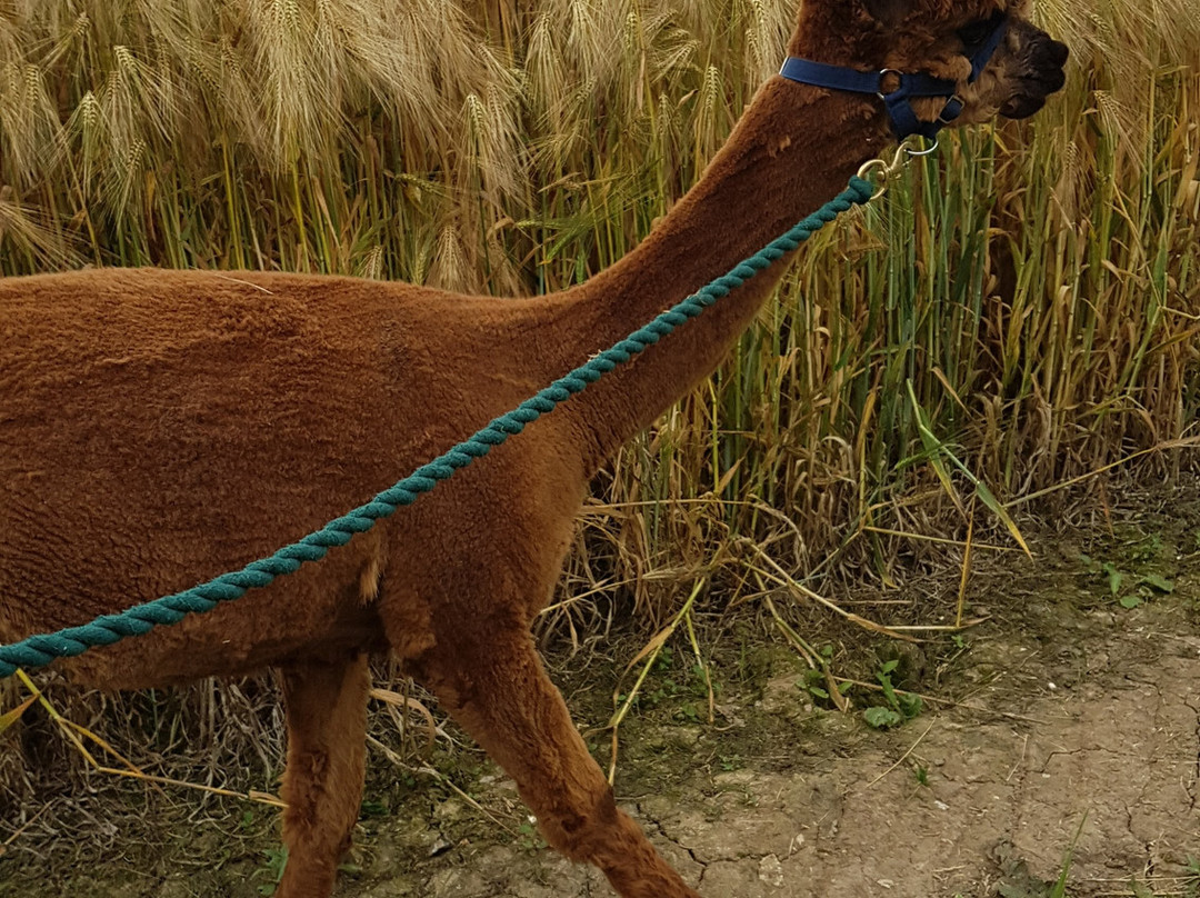 Hilly Ridge Alpacas-Wattisham必去景点