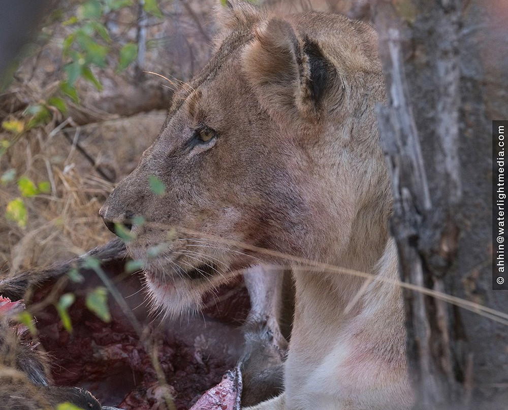 Flight of the Eagle Safaris & Tours-三图里恩必去景点