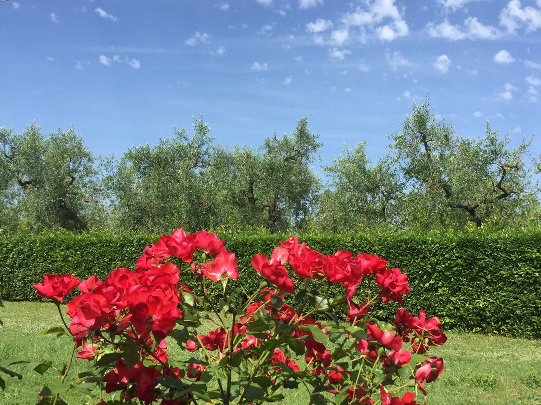 Agriturismo Villani Poderi Nesti & Cupoli主图