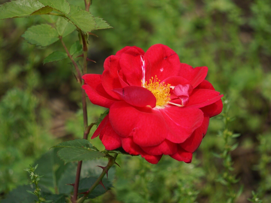 Luthy Botanical Garden-皮奥里亚必去景点