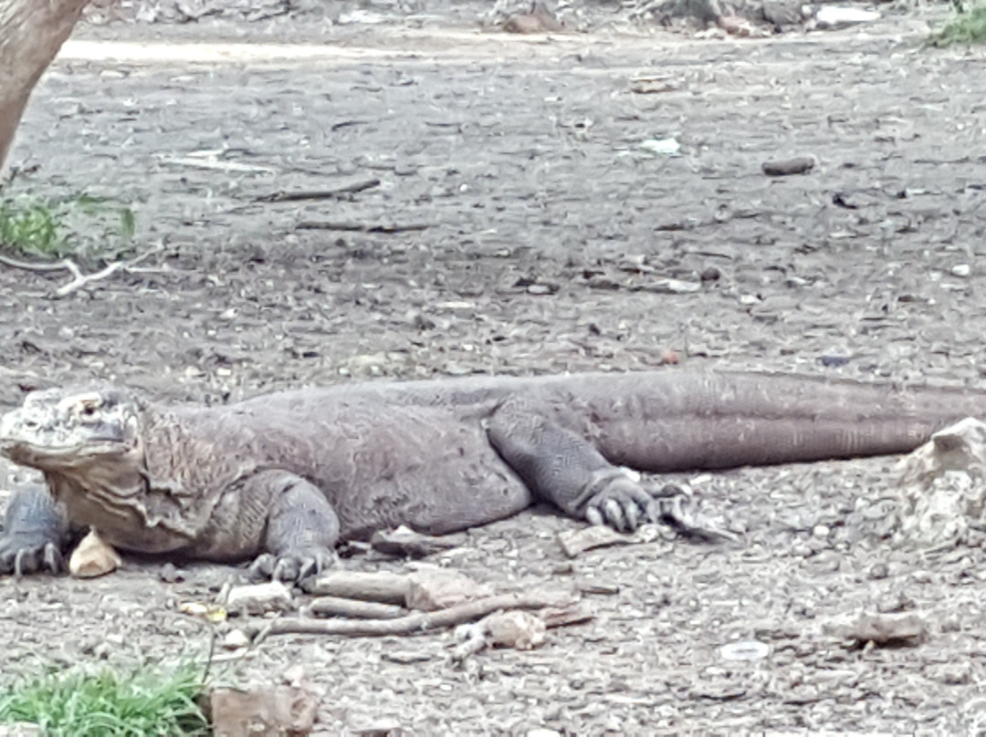 Komodo Story-Labuan Bajo必去景点