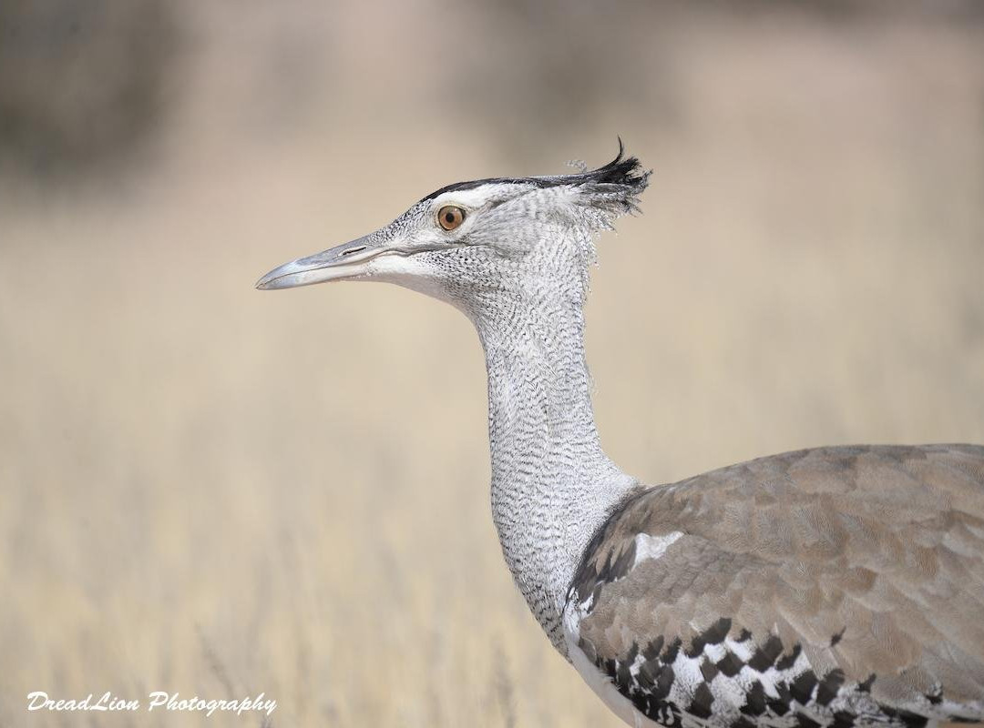 DreadLion Safaris-雾观必去景点