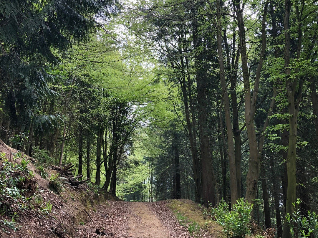 Woodchester Park景点图片