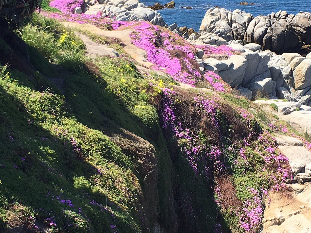 Pacific Grove Shoreline Parkway Marine Refuge景点图片