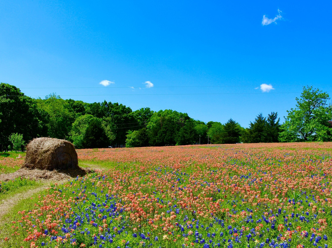 Bluebonnet Trail-恩尼斯必去景点