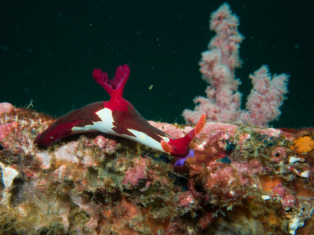 Frontier Scuba-葡多咖蕾拉必去景点