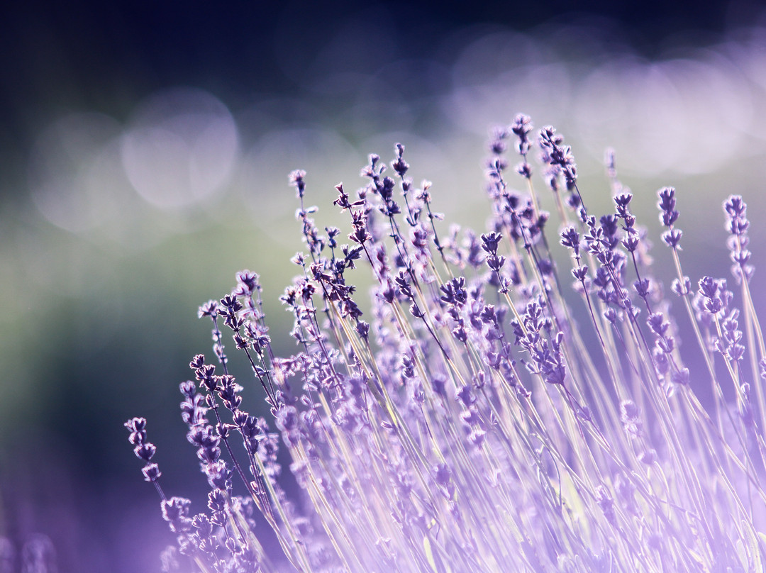 East of Eden Spa-棕榈海滩必去景点