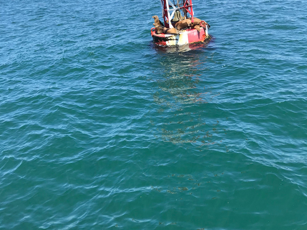 Redondo Beach Whale Watch景点图片