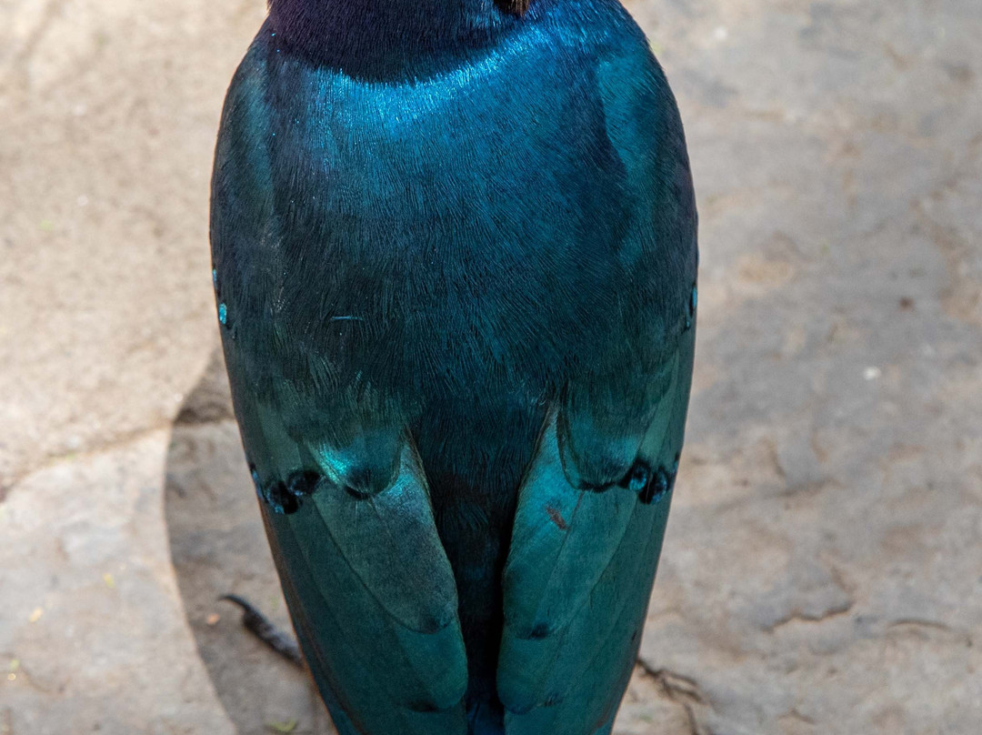 Naabi Hill-塞伦盖蒂国家公园必去景点