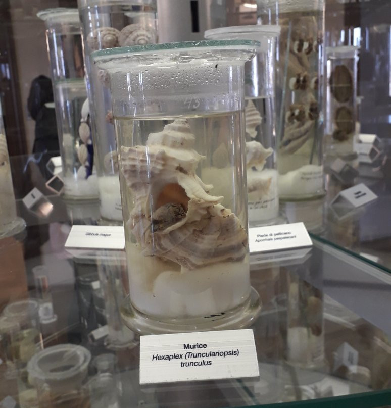 Museo di Zoologia Adriatica Giuseppe Olivi-基奥贾必去景点