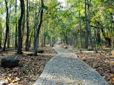 蜀山春晓-合肥市必去景点