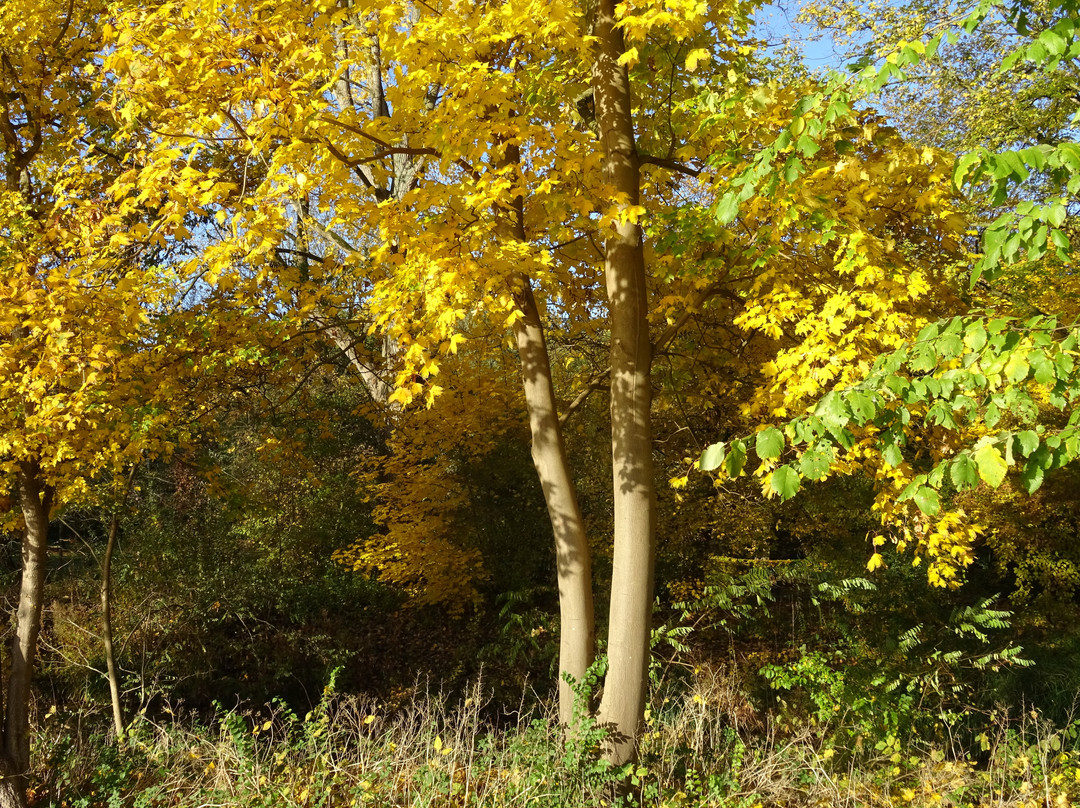 Zuiderpark-鹿特丹必去景点