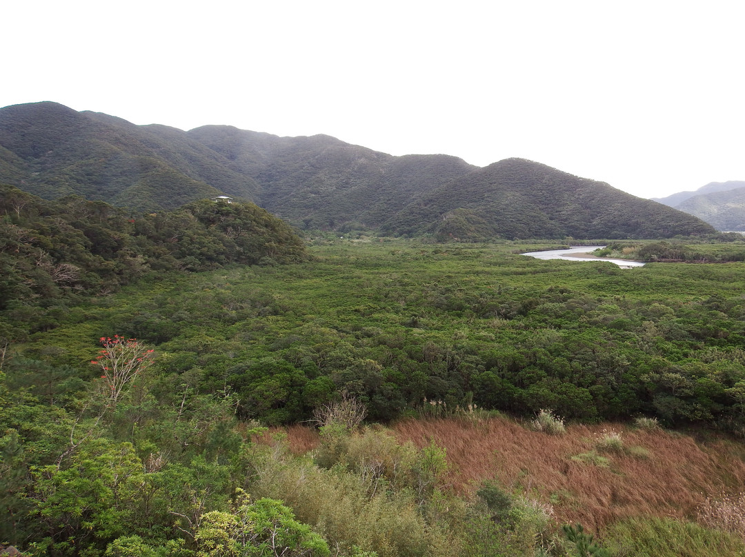 Mangrove Observatory-奄美市必去景点
