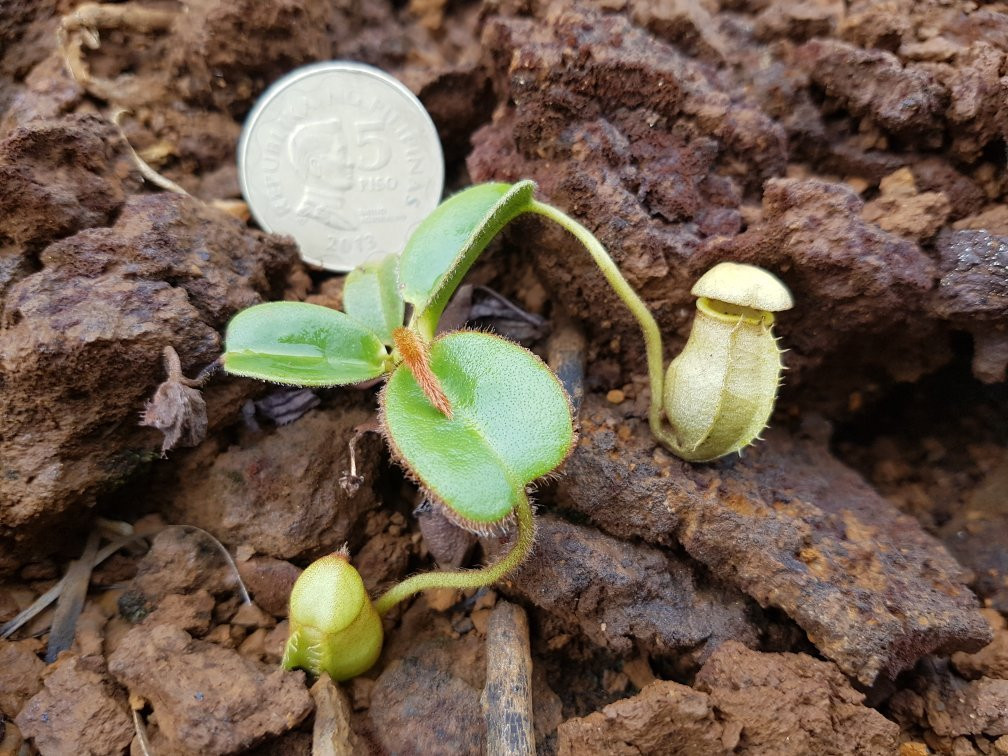 Mount Redondo Natural Bonsai Forest-Loreto必去景点