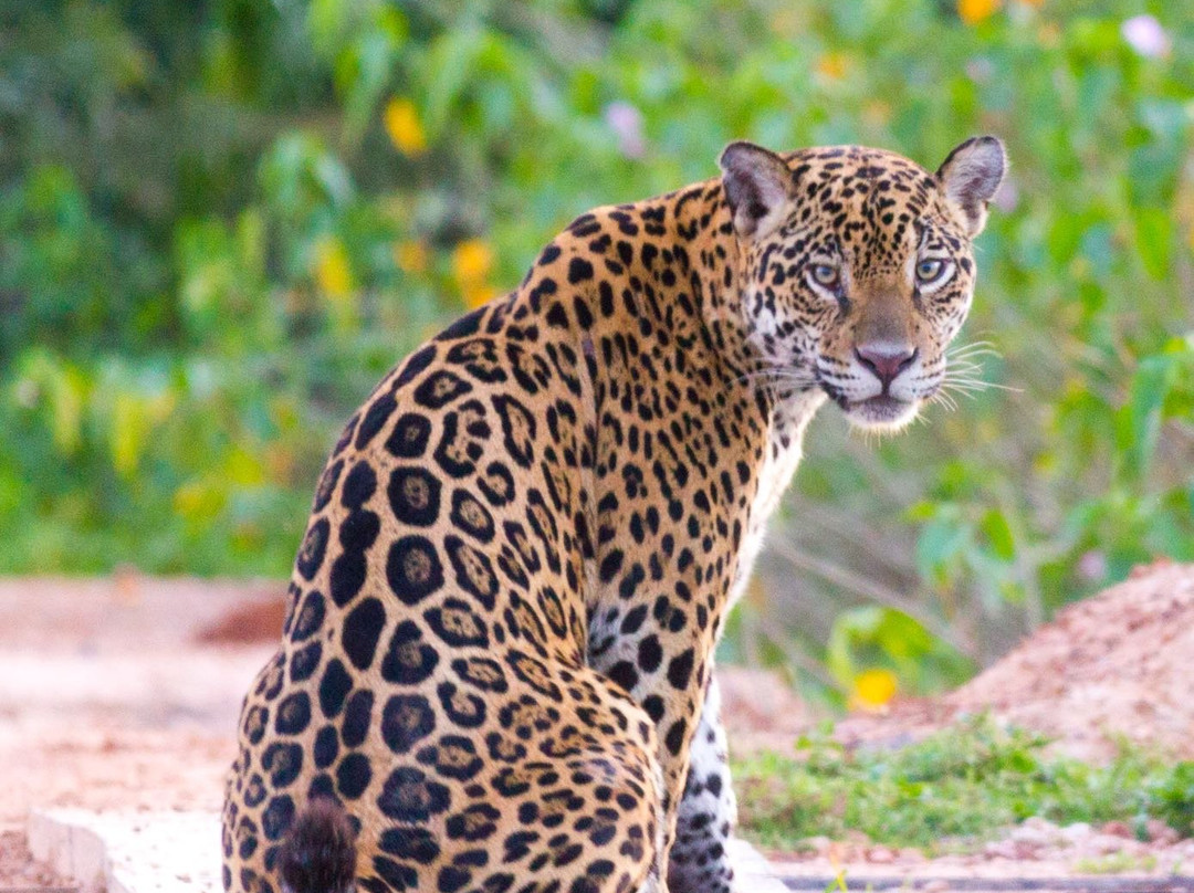 Pantanal Trackers景点图片
