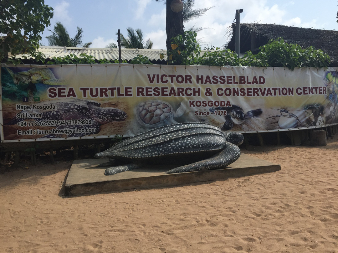 Victor Hasselblad Sea Turtle Research & Conservation Center景点图片