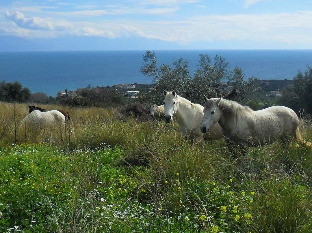 PeripetiaHorses-Chrani必去景点