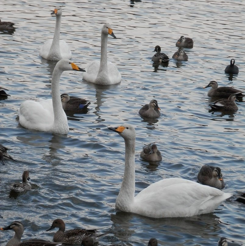 Handa Swamp-太田原市必去景点
