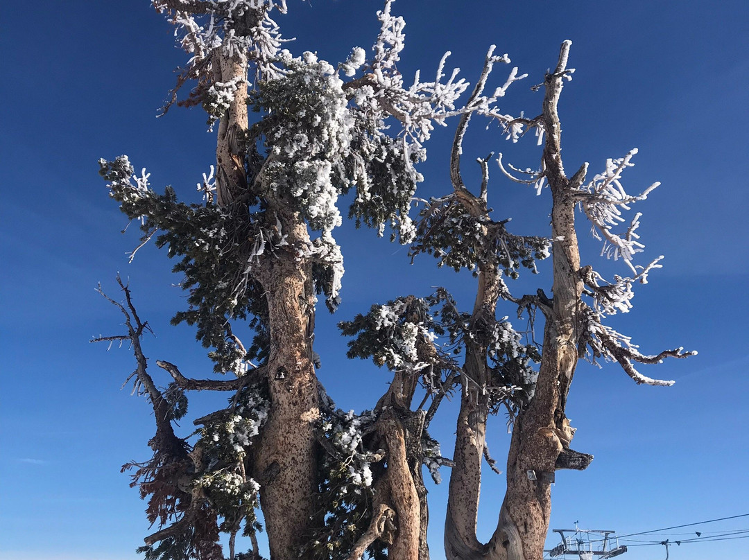 Mt. Rose Ski Resort景点图片