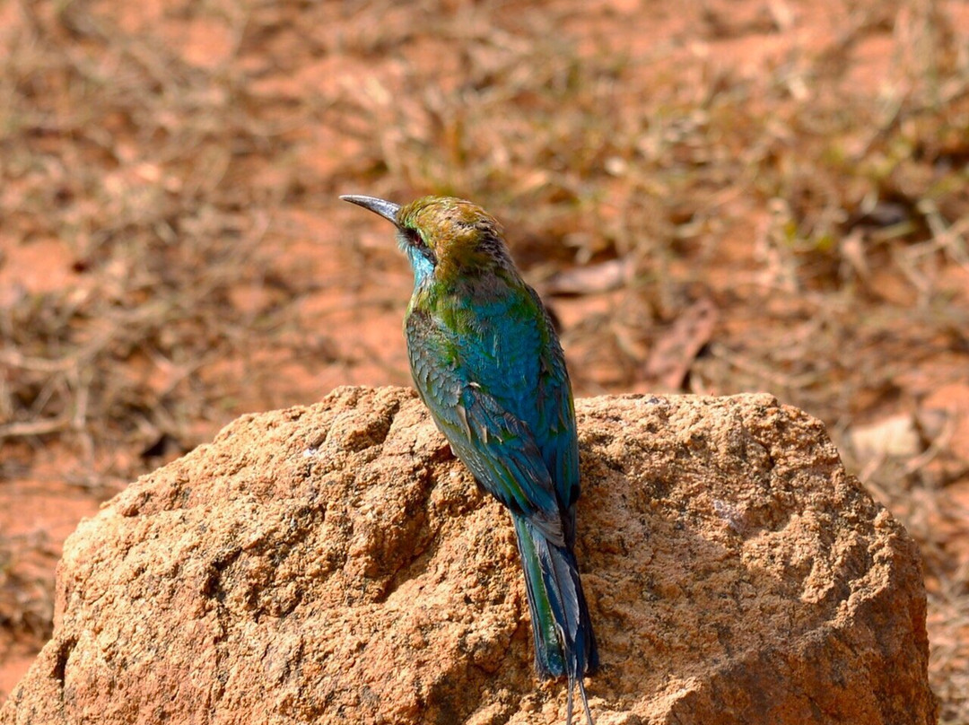 Sri Lanka Round Tour-丹布拉必去景点