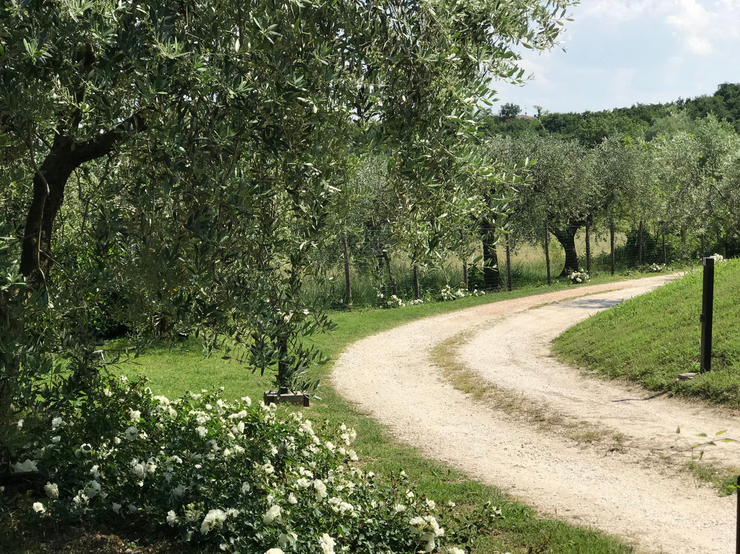 Agriturismo Il Cardo主图