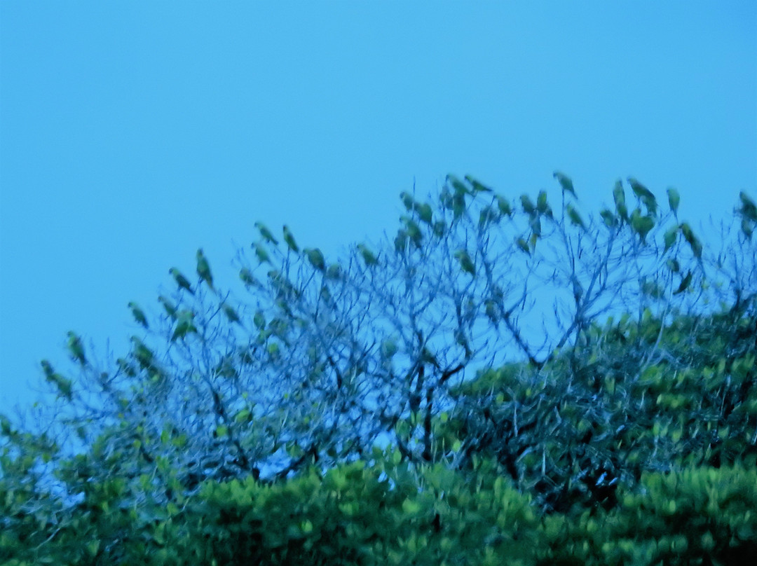 Parrot Island-Baratang Island必去景点