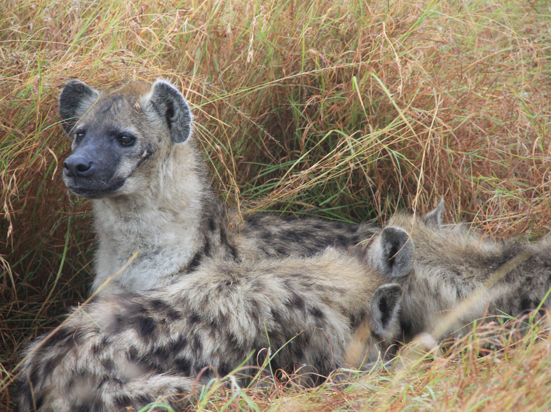 Safari Kenya Tanzania-瓦塔木必去景点