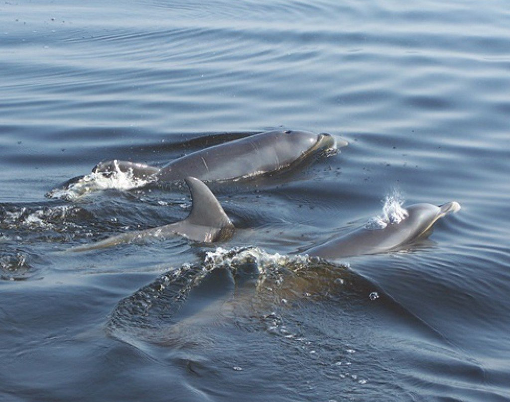 St Marks Outfitters-Saint Marks必去景点