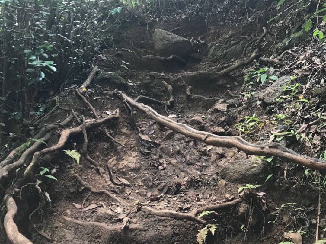 Waimano Pool Trail-珍珠市必去景点