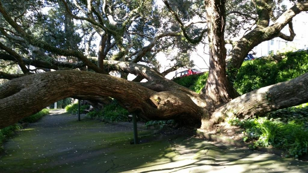 Emily Place Reserve-奥克兰中心地区必去景点