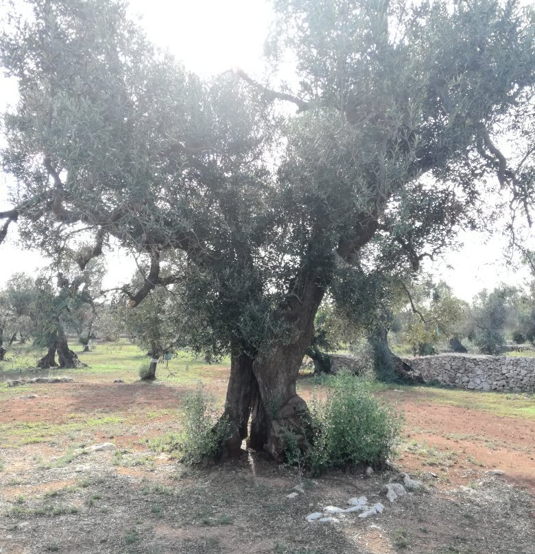 Agricola Gli Angeli-Presicce必去景点