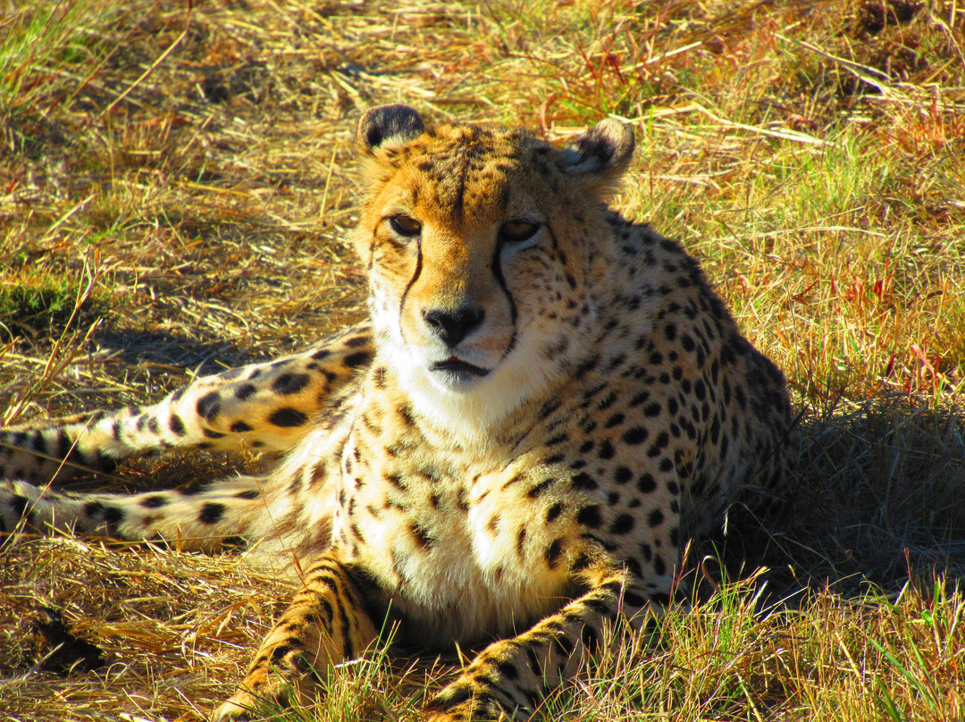 Lion and Cheetah Sanctuary景点图片