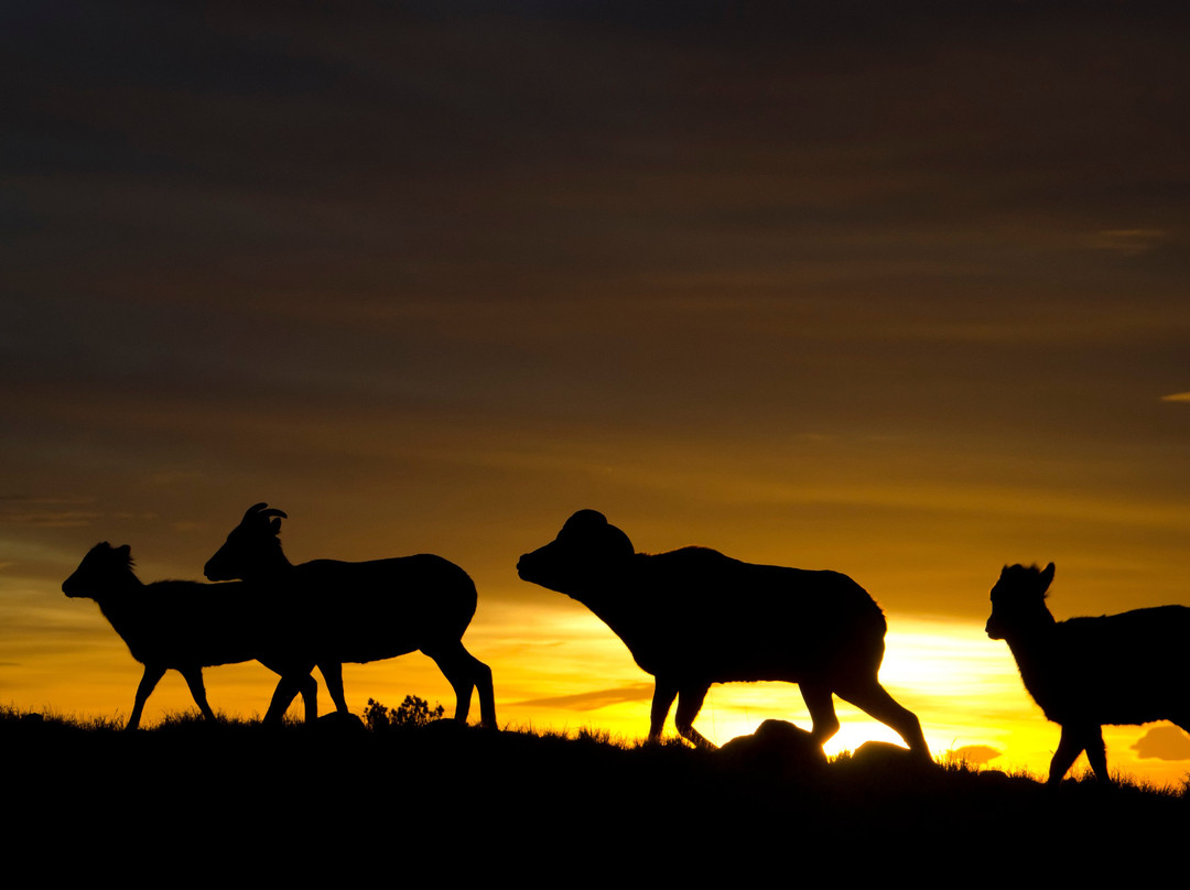 National Bighorn Sheep Center景点图片