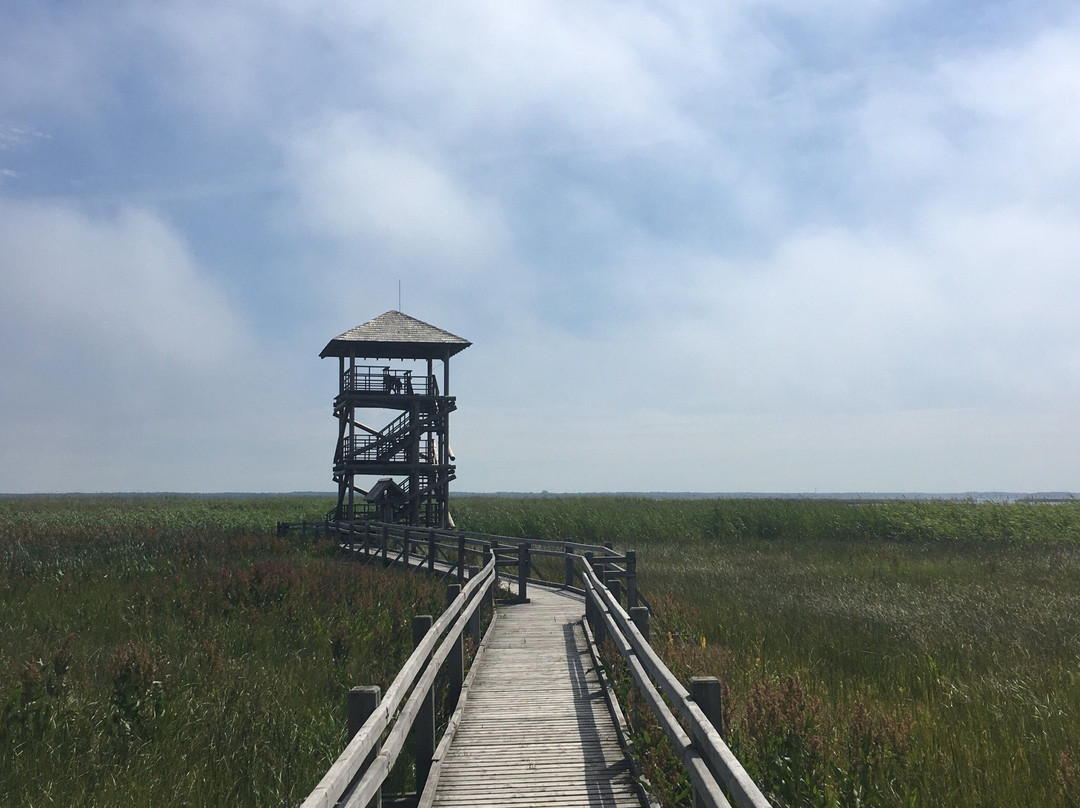 Liepaja lake watchtower景点图片