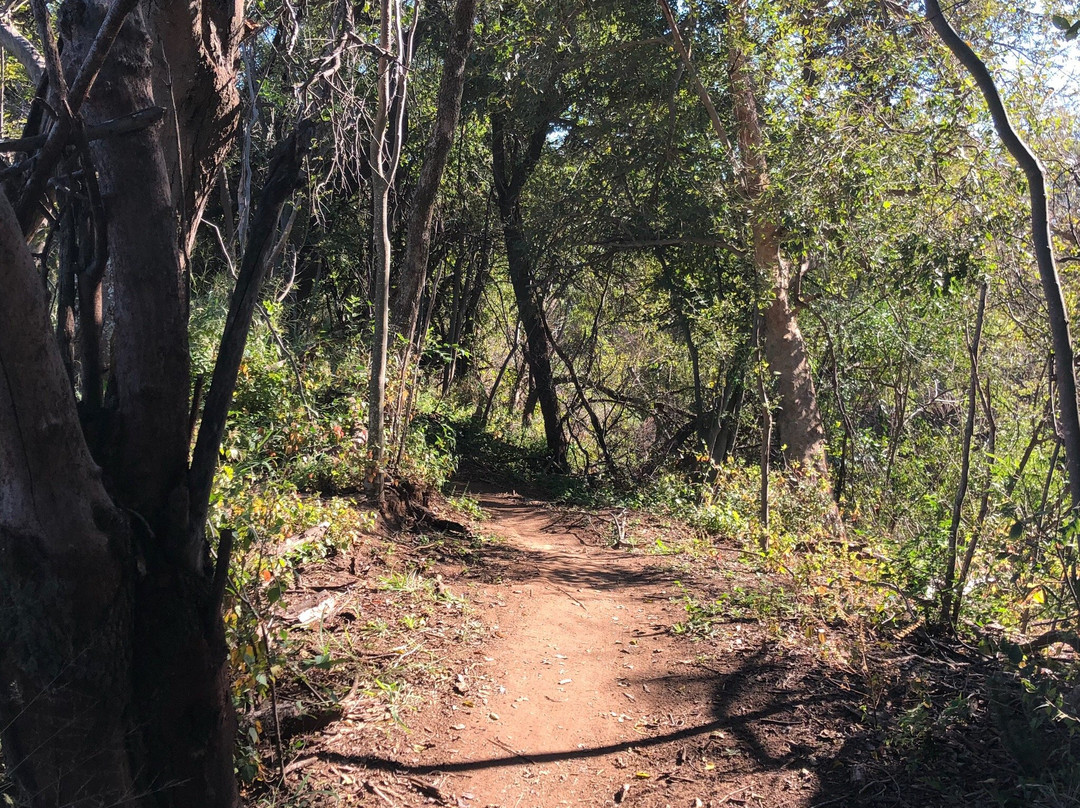 Buffelsdrift MTB Park景点图片