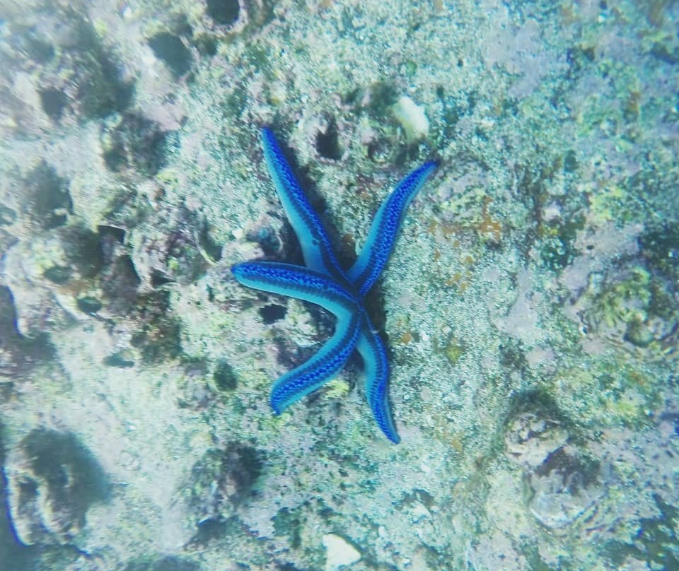 Nautidiving-阿约拉港必去景点