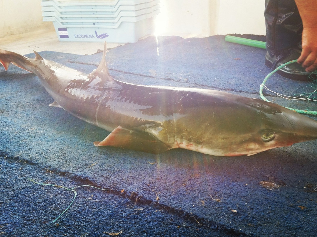 Mallorca Fishing Charter-爱博纳必去景点