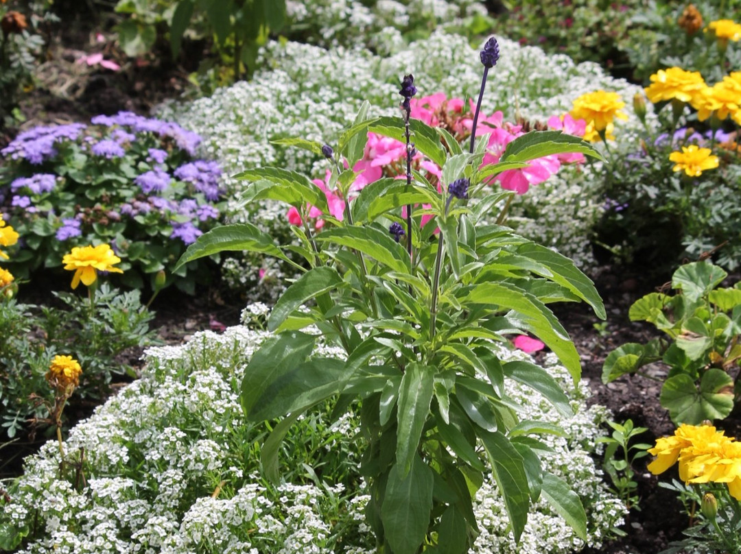 Hutchison House Museum-彼得伯勒必去景点