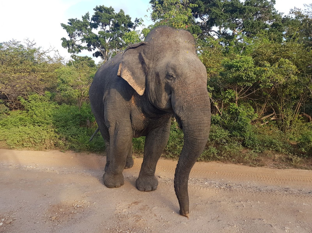 The Visit Lanka Tours - Kandy景点图片