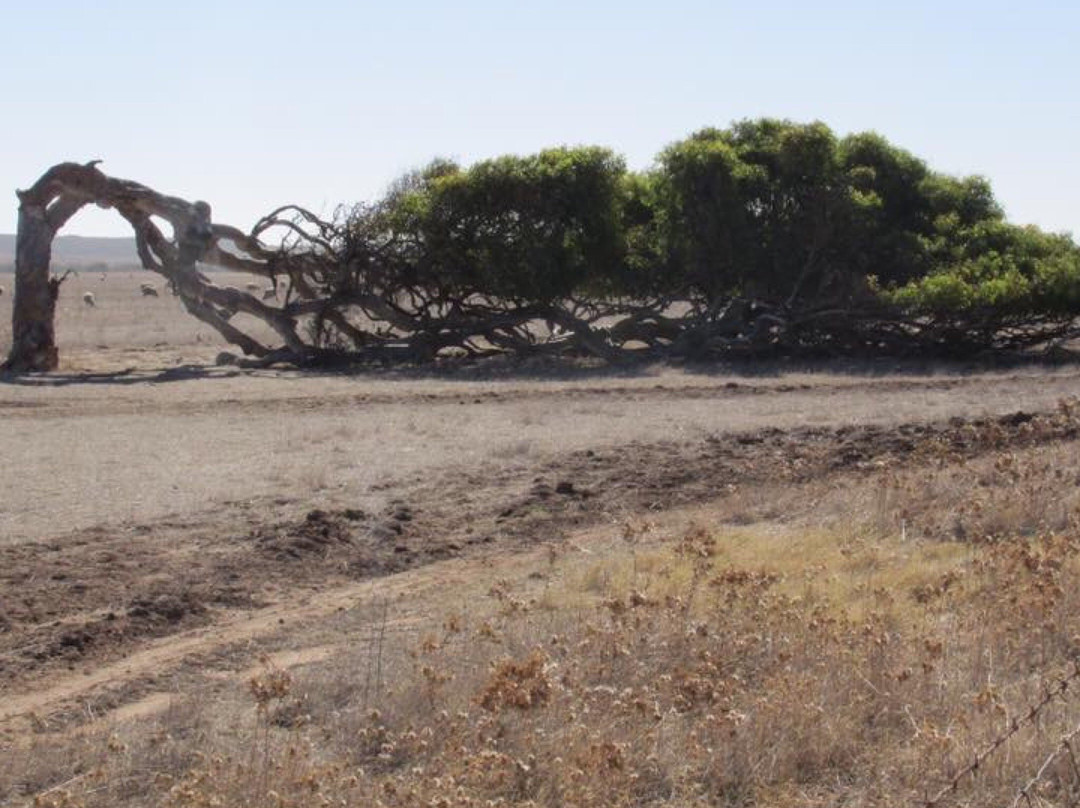 The Leaning Trees-Greenough必去景点