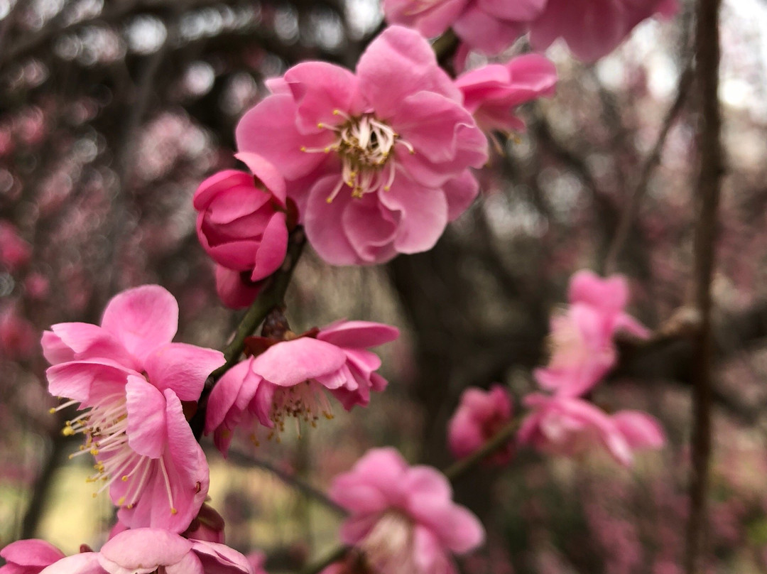 Bairin Park-佐野市必去景点