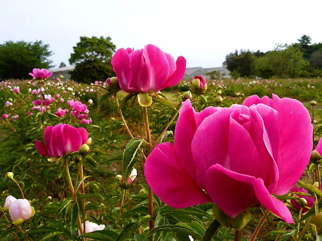 Peony Garden Tokyo (Tsukuba Peony Garden)-筑波市必去景点