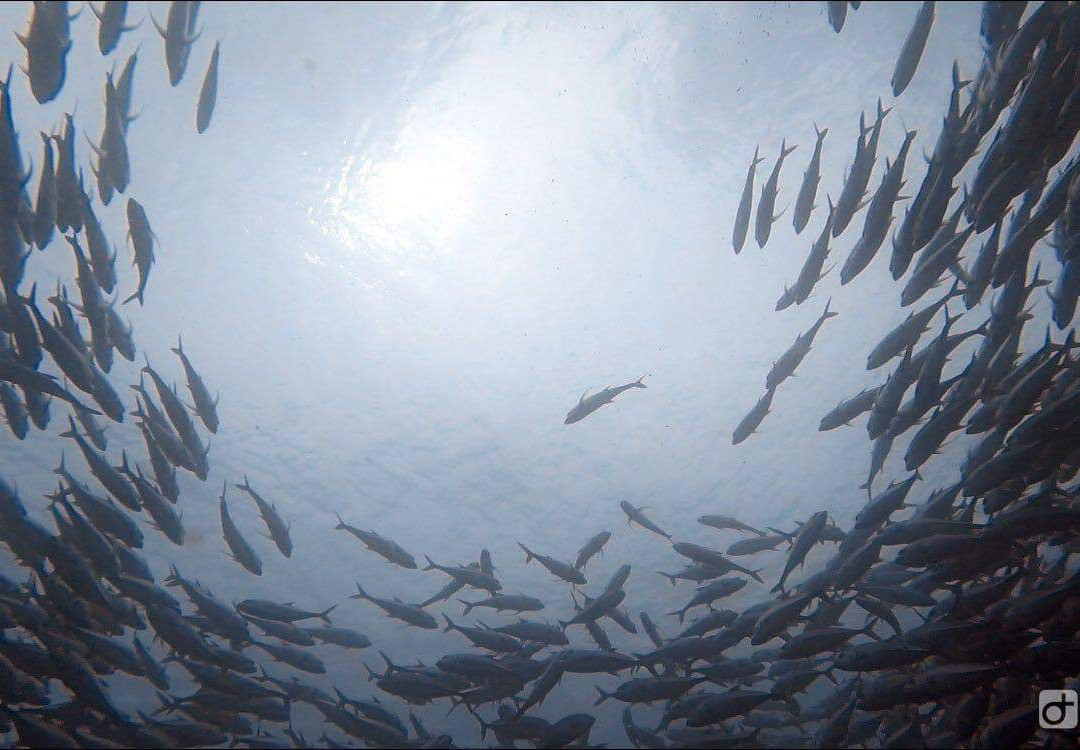 Coral Dive & Adventure景点图片