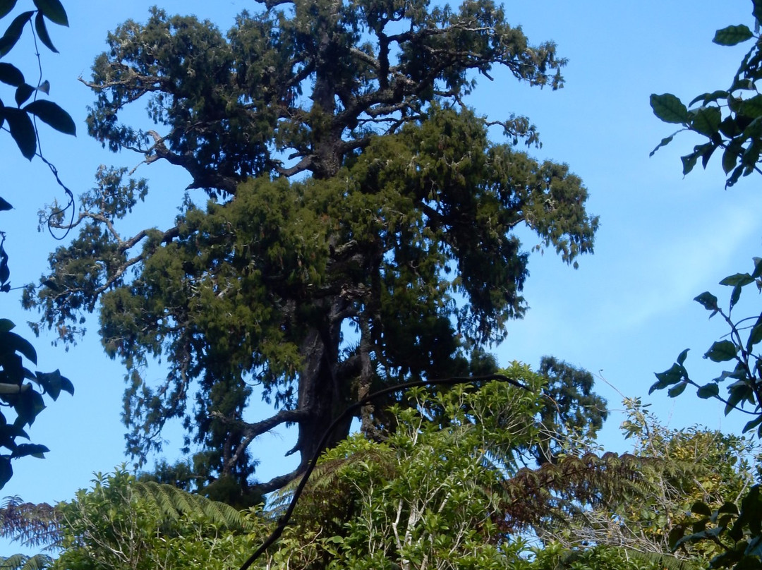 Big Rimu Tree景点图片