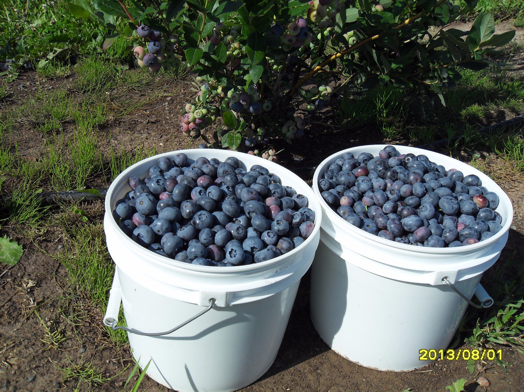 Border Country Berries-Sault Ste. Marie必去景点