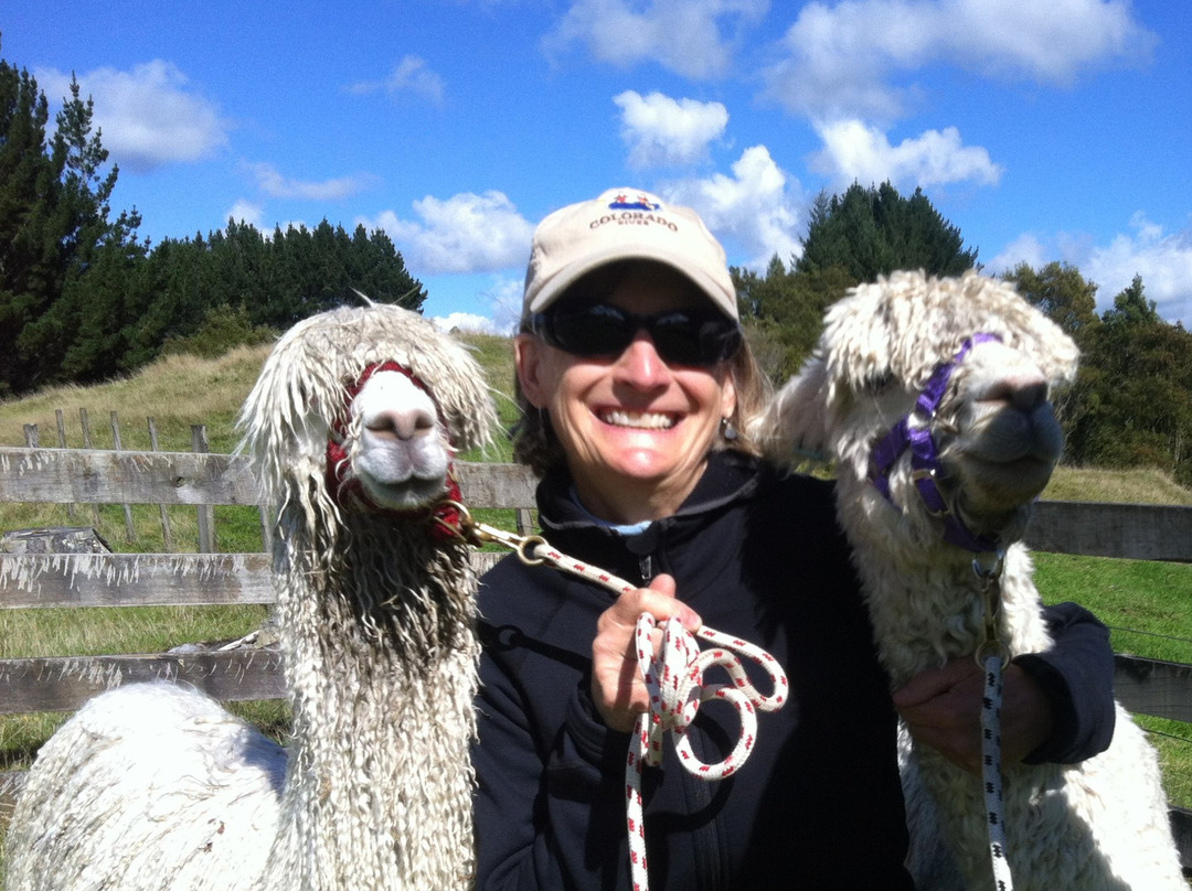 Surico Alpaca景点图片