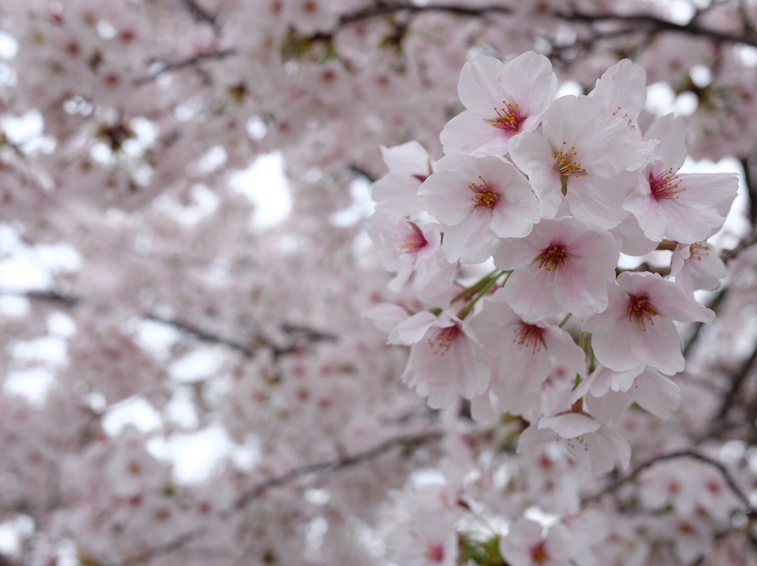 Sayamaike Park-大阪狭山市必去景点